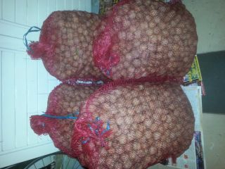 Orzechy włoskie 70kg ze zbioru z 2019r. Suche, niepryskane.