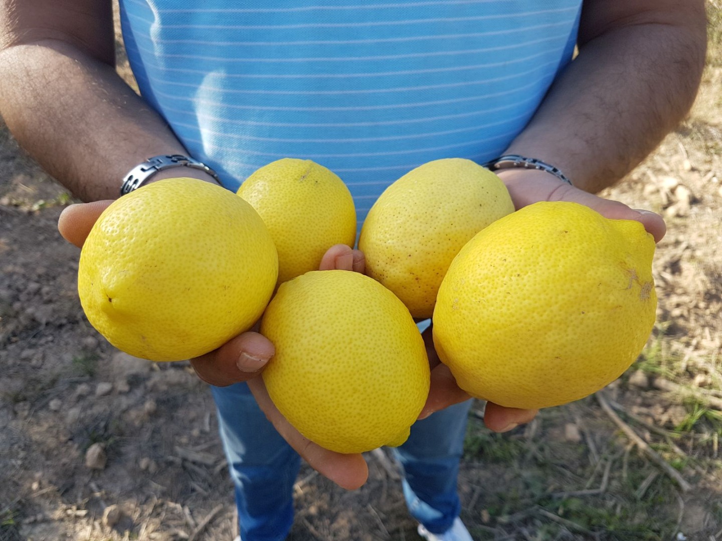 Cytryna, odmiana Eureka Origin Maroko Kalibry: 3/4/5/6 Opakowanie: pudełko 15 kg
