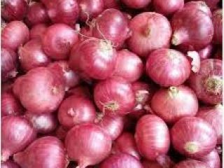 we have fresh harvest of red and yellow onions