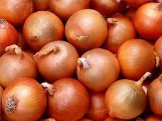 mamy świeżą cebulę z Holandii dostępną do sprzedaży przez
