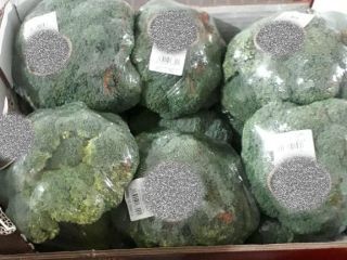 BROCCOLI FILMED / BROCCOLI IN ICE - 10 *