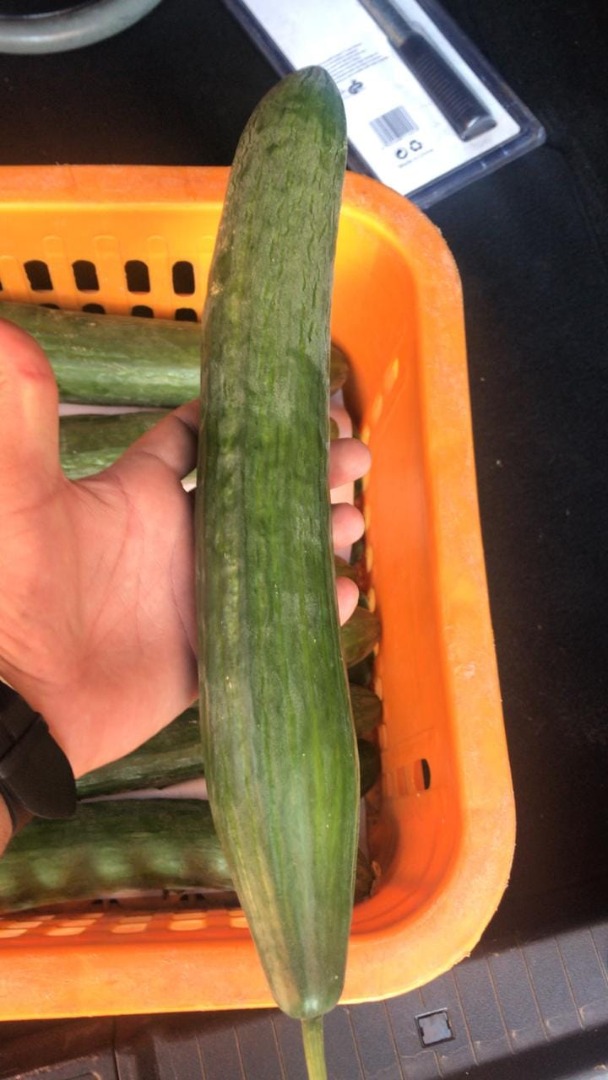 DŁUGI OGÓR - kaliber 12-14 - Opakowanie: karton 5 KG