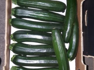 ZUCCHINI / COURGETTE - kaliber 14-21 cm / 21-30