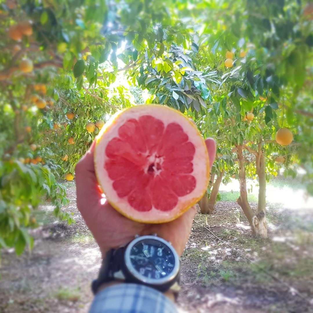 GRAPEFRUIT STAR RUBY - kaliber 1/2/3/4/5 - karton 15 KG