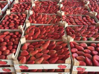 TRUSKAWKI - w pudełku 2 kg luzem - pochodzenie