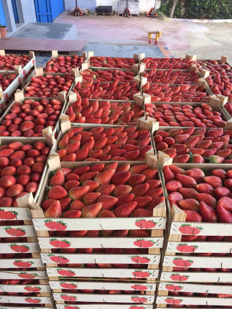 TRUSKAWKI - w pudełku 2 kg luzem - pochodzenie Maroko TRUSKAWKI - w pudełku 10 * 250g / 8 * 250g - pochodzenie Maroko