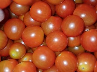 CHERRY TOMATO / BABY PLUM TOMATO - kaliber 20/25-to-30