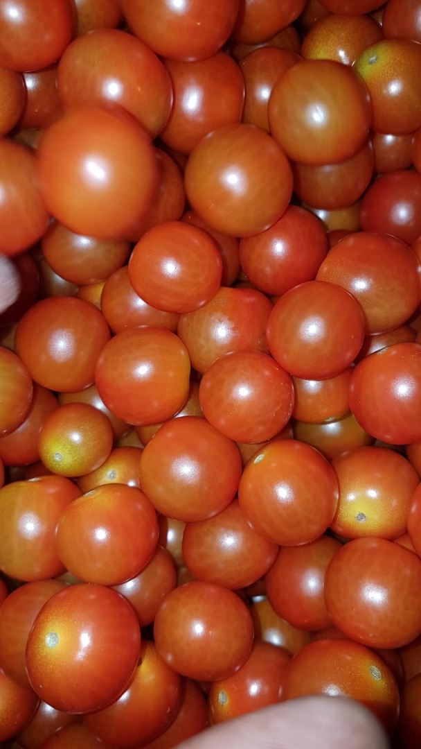 CHERRY TOMATO / BABY PLUM TOMATO - kaliber 20/25-to-30 / 33mm - karton 12 * 250g - pochodzenie Maroko