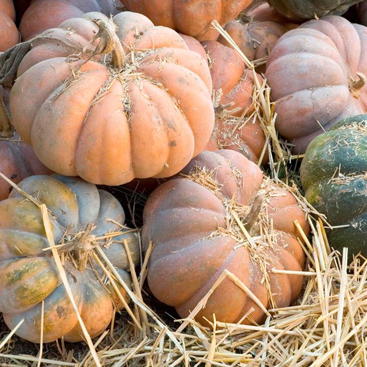 PUMPKIN MUSCAT - kaliber 7 kg +, karton / drewniane pudełko 500 kg - pochodzenie Maroko
