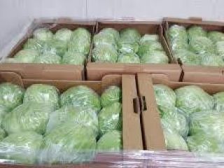 ICEBERG LETTUCE - 10 sztuk, karton 5 kg -
