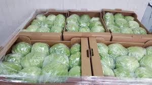 ICEBERG LETTUCE - 10 sztuk, karton 5 kg - pochodzenie Hiszpania