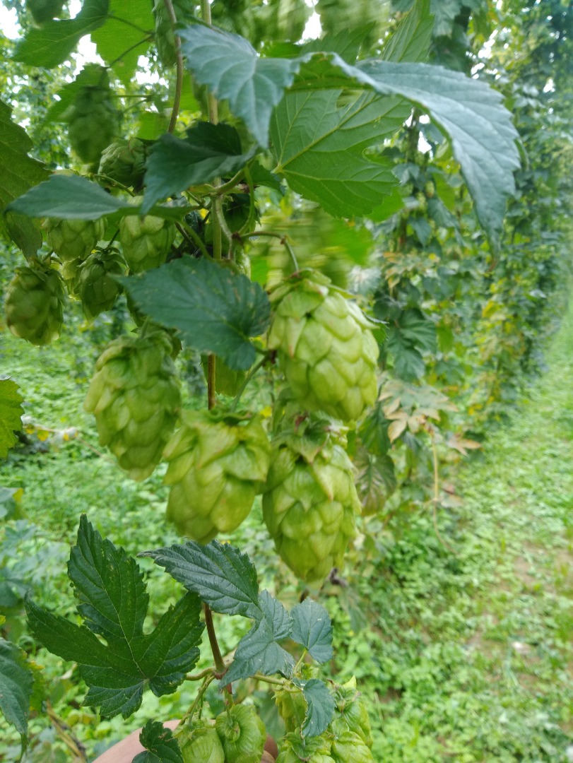 Sprzedam szyszka chmielu, hop herbs for sale
