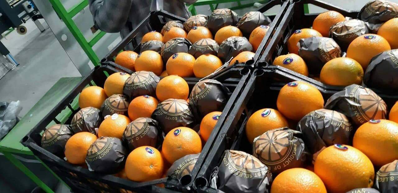 Firma Elbadr eksport sprzeda pomarańcze odmiany Valencia 24 tony, pakowane w karton /plastik15 kg