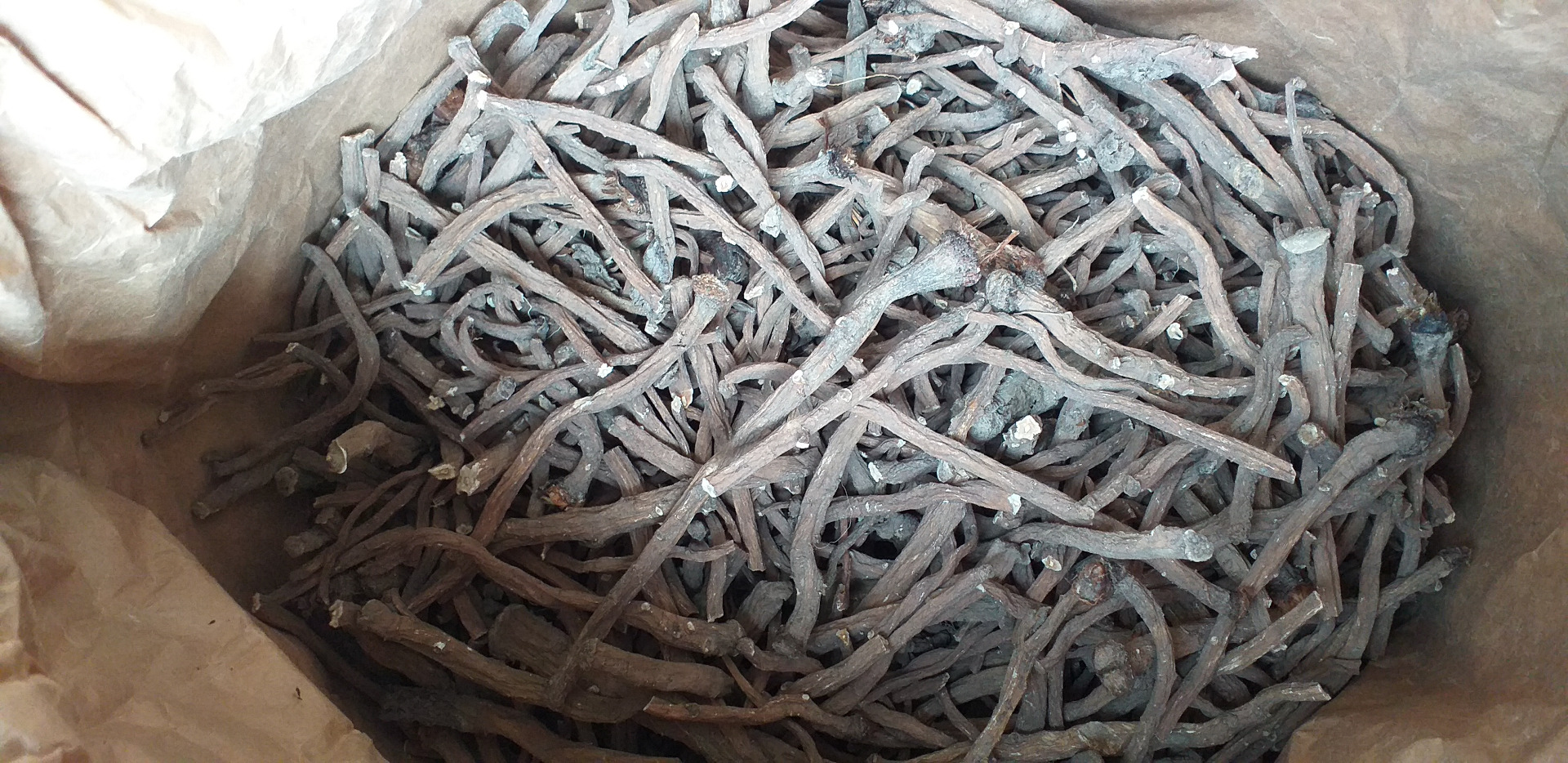 Sprzedam korzeń mniszka lekarskiego ( suchy) około 8000 kg