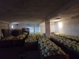 Kapusta biała różne rodzaje