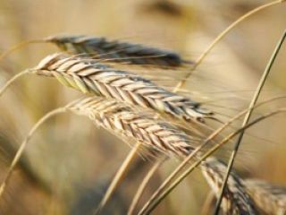 Mam do sprzedania 200 ton żyta ekologicznego z własnym