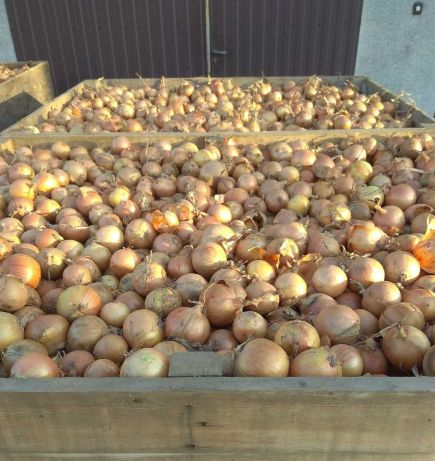 Kupię łącznie 100 ton cebuli frakcja 4-6 pakowana w worki 10,15 lub 20kg Płace gotówka