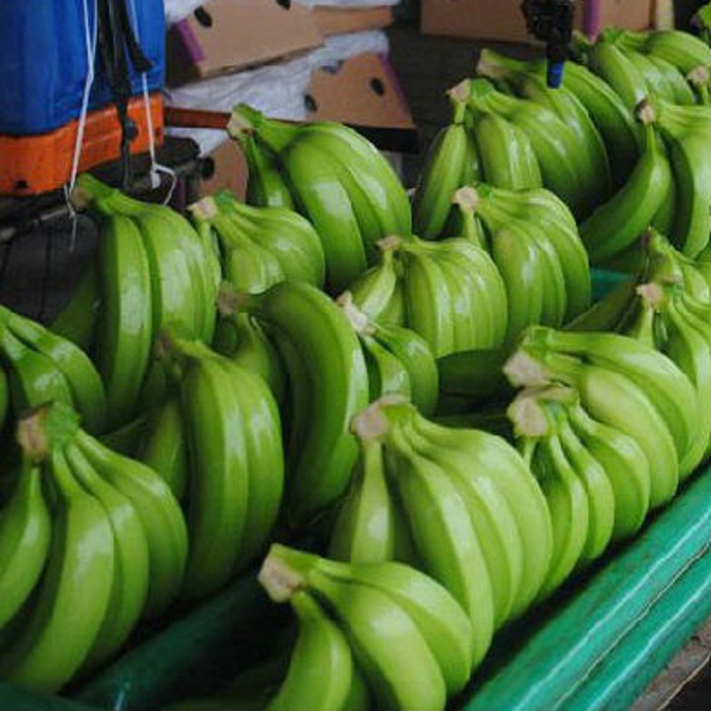Świeży banan Cavendish Eksportujemy banan Cavendish na cały świat i jest poszukiwany w Chinach, na Bliskim Wschodzie, Mauritiusie, Nepalu, Singapurze