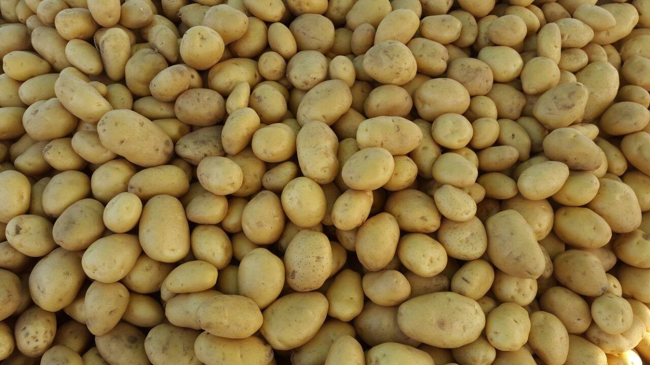 KUPUJĄCE ZIEMNIAKI, CALIBAR 45 + BIG BAG 200/300 TONNS +