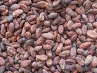 Sadzonki Coacoa dostępne do produkcji produktów wtórnych i dla