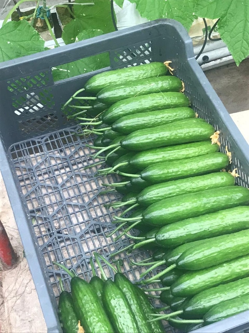 sprzedam ogórka szklarniowego, własna produkcja