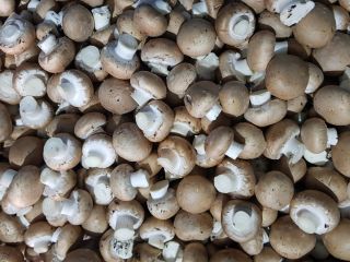 Sprzedam pieczarke brązowa, boczniak oraz shitake