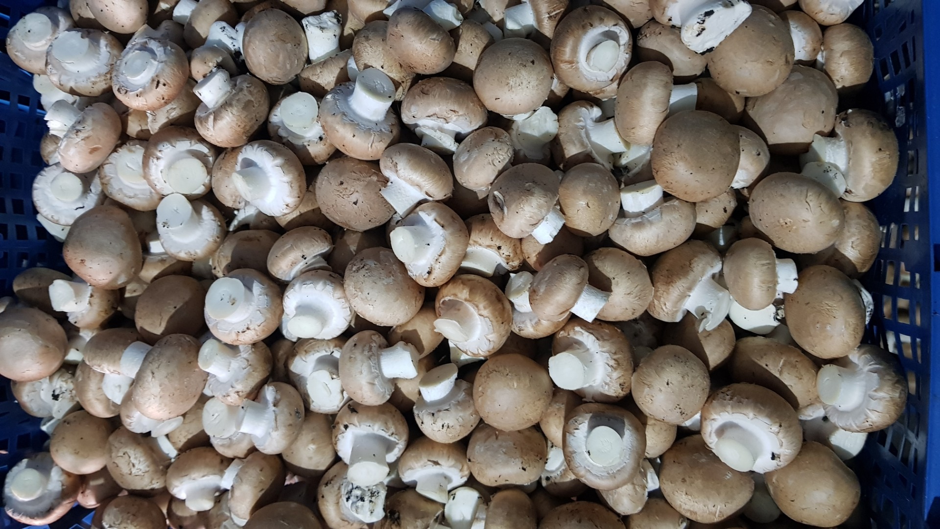 Sprzedam pieczarke brązowa, boczniak oraz shitake