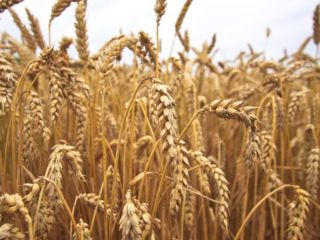 Witam kupie każda ilość Orkisz / Orkisz Bio /