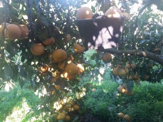Witam. Sprzedaż. Pomelo BIO z Korsyki większa ilość. Cena