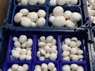 Jestesmy producentem pieczarki bialej. Sprzedamy pieczarki. Ilosci hurtowe. Rożny