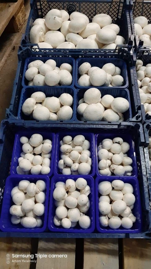 Jestesmy producentem pieczarki bialej