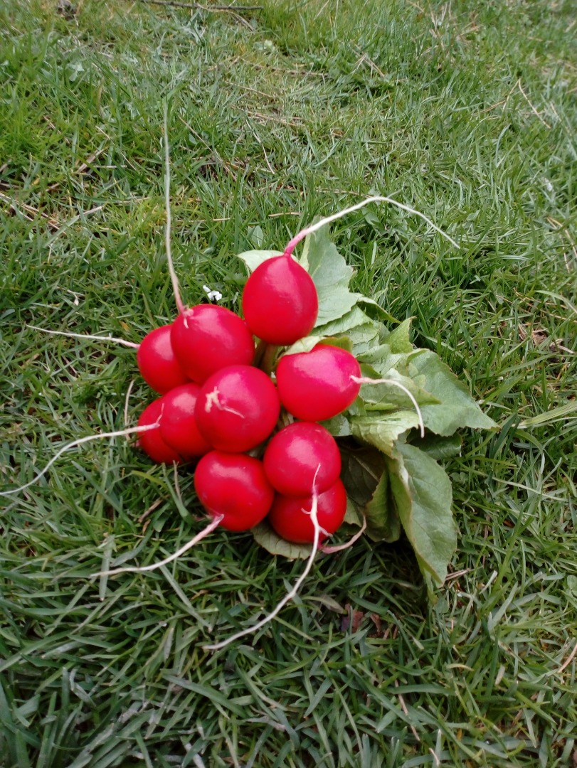 Witam mam na sprzedarz rzodkiewkę odmiana Donar bardzo smaczna Przy większych ilościach cena do uzgodnienia W ilościach pojedyńczych cena1.5 za pęczek Przy