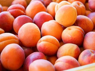 Fresh Apricots Whether you eat it dried, or fresh,