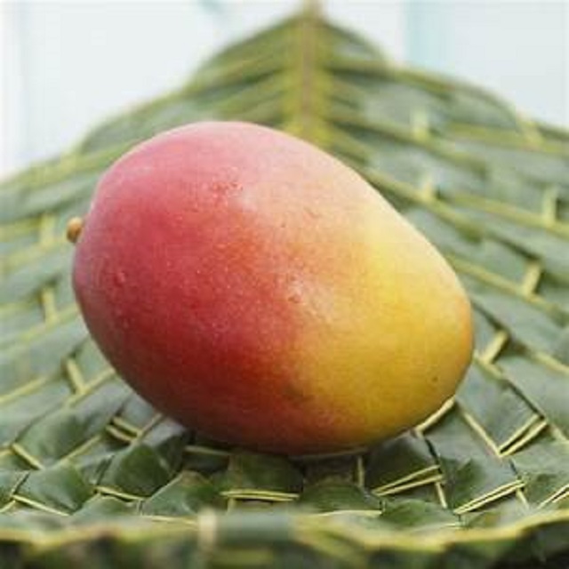 wysokiej jakości świeże mango skontaktuj się bezpośrednio, What'sapp: email