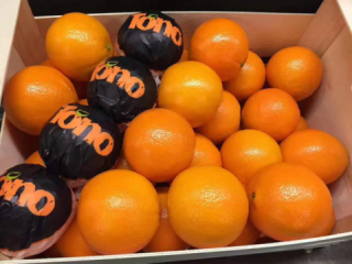 Fresh oranges Fruits please contact directly, What'sapp: email