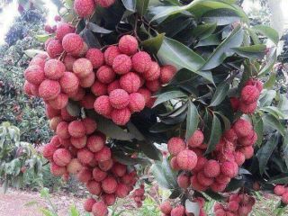 Juicy gresh sweet Graps Please contact directly, Email