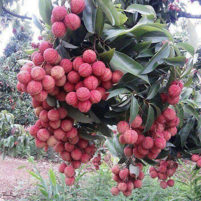 Juicy gresh sweet Graps Please contact directly, Email