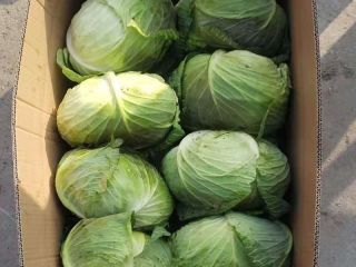 Premium Quality Finest Fresh Cabbage Please contact directly, Email
