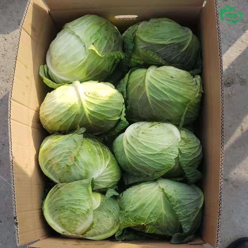 Premium Quality Finest Fresh Cabbage Please contact directly, Email