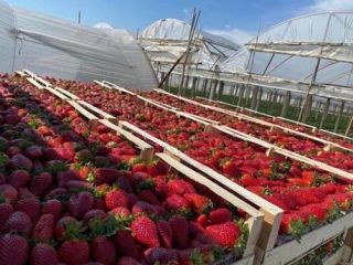 TRUSKAWKI BEZPOŚREDNIO OD PRODUCENTA W ALBANII! Rewelacyjny smak i
