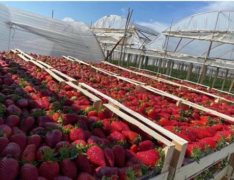 TRUSKAWKI BEZPOŚREDNIO OD PRODUCENTA W ALBANII! Rewelacyjny smak i zapach !!! Odmiany dostępne: Kamarosa i Fortuna
