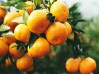 Fresh Mandarin We are a Exporter and supplier of