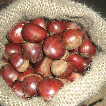 Factory Sales Direct Walnut Kernels with Top Quality/ Walnut in shell /walnuts without shell please contact directly, What'sapp: email
