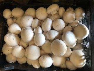 Sprzedam świeże pieczarki prosto od producenta. Przy większej ilości