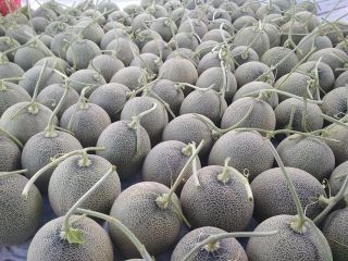 Dear Sir/Madam Procom is a major supplier of agricultural
