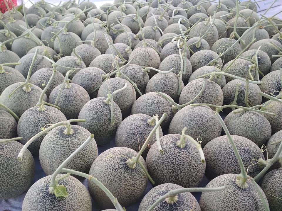 Dear Sir/Madam Procom is a major supplier of agricultural products from Vietnam, we provide FRESH, DELICIOUS and LOW PRICE