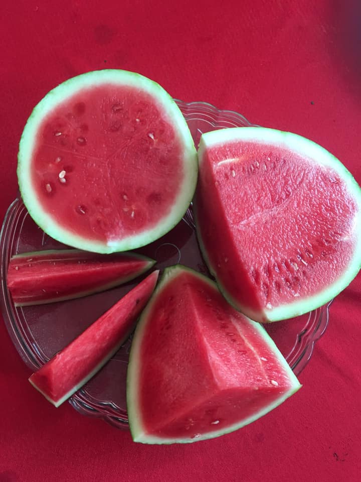 The watermelon (Citrullus lanatus) is a large, sweet fruit originally from southern Africa