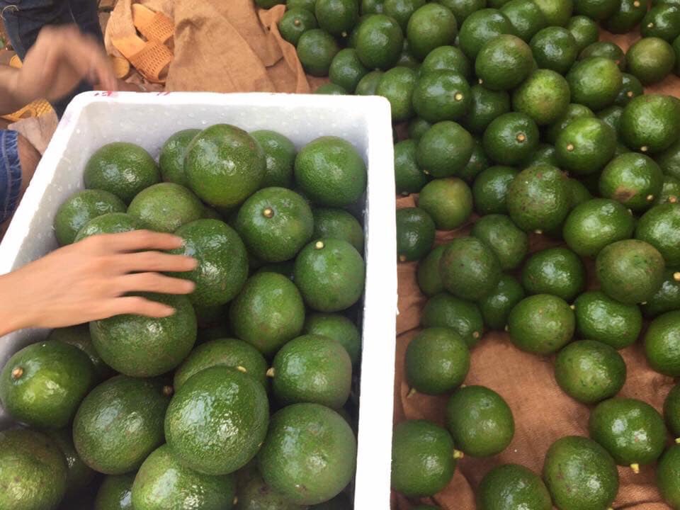 Fresh Booth Avocado/Hass Avocado Premium Quality FRESH AVOCADOS Origin: Austria Type: booth avocado, hass avocados Feature: Green color Grade: AAA Sizes: