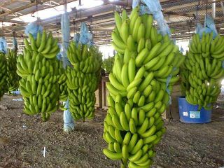 Szanowni Państwo, jesteśmy producentami i eksporterami bananów Fresh Green