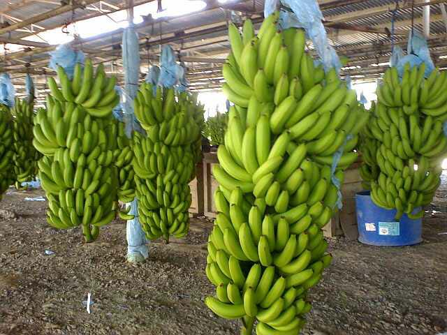 Szanowni Państwo, jesteśmy producentami i eksporterami bananów Fresh Green Cavendish z Camroon Africa